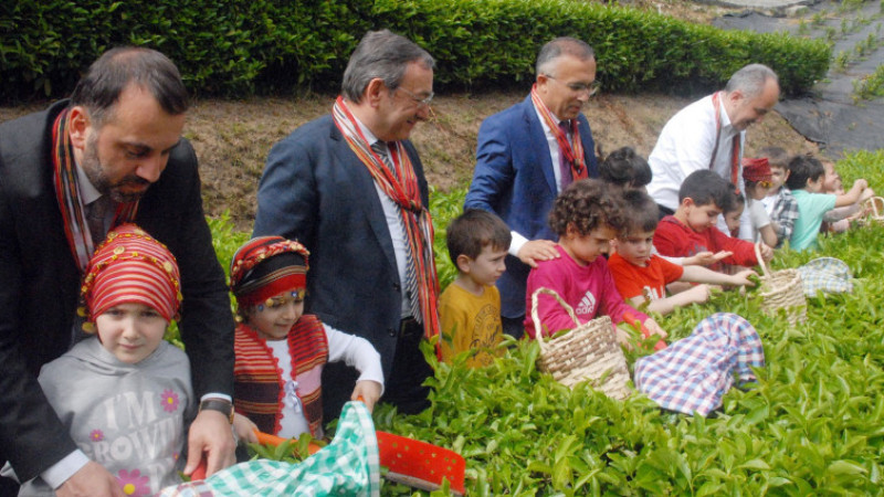  Protokolün katıldığı çay toplama etkinliğine kreş çocukları da katılarak çay hasatı yapıldı