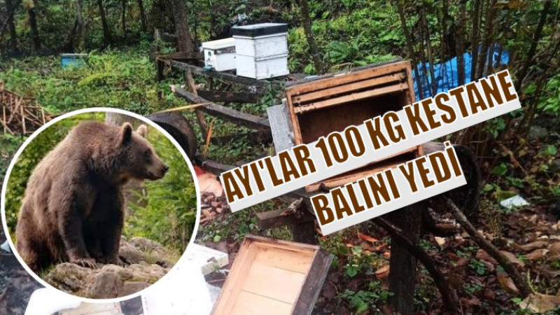 Ayılar arı kovanlarına zarar vererek 100 kg kestane balını yedi